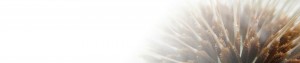 Close-up of a flower | ISO-certified translations